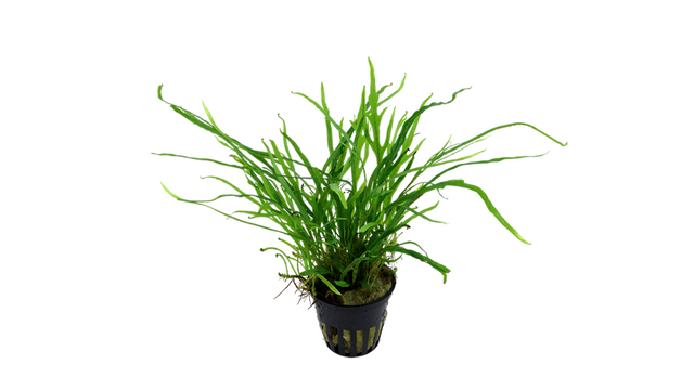 Microsorum pteropus 'Trident' - Tropica
