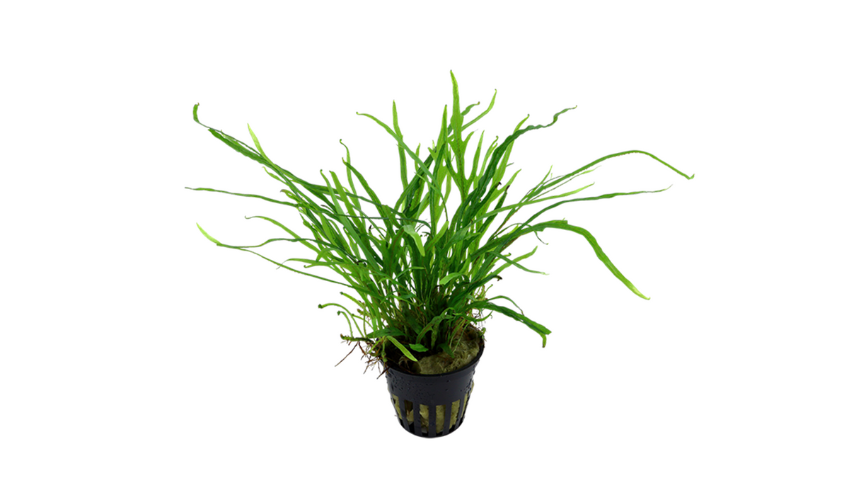 Microsorum pteropus 'Trident' - Tropica