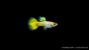 Guppy Mix männlich - Poecilia reticulata