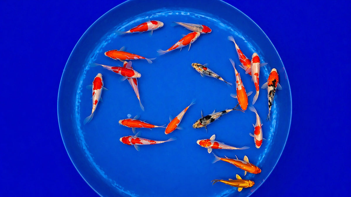 Japan Koi Miyako Cyprinus carpio 11 bis 13 cm schwimmt im Aufzuchtteich