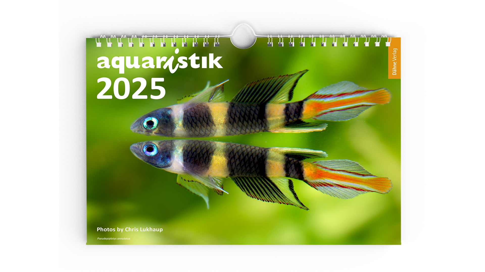 aquaristik 2025 - Kalender - Fotos von Chris Lukhaup