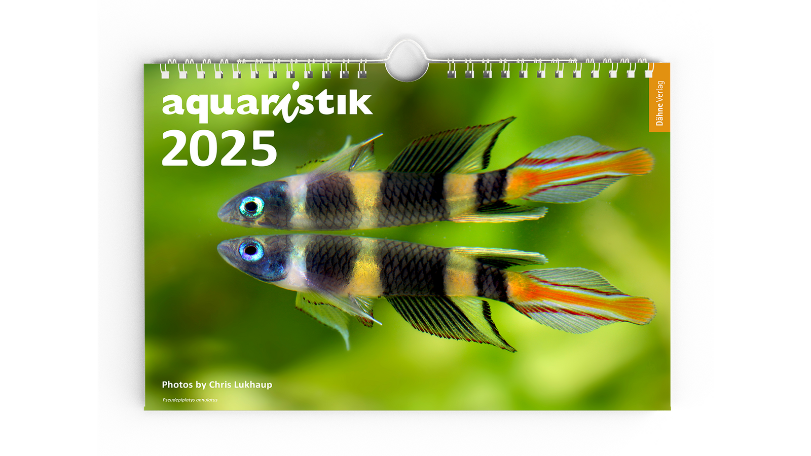 Aquaristik 2025 Kalender – Fische & Wirbellose von Chris Lukhaup