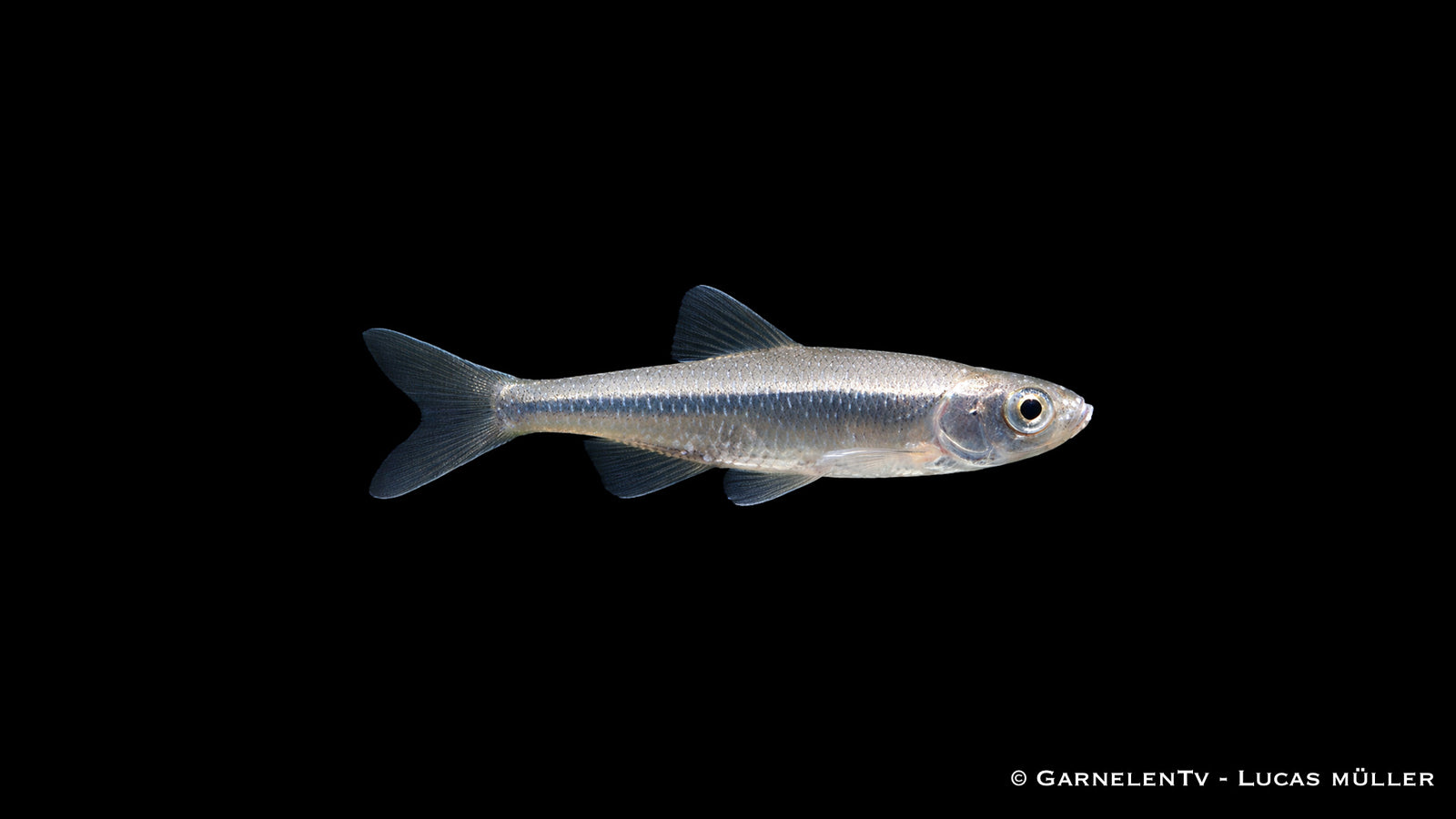 Moderlieschen Leucaspius delineatus Schwarmfisch für Gartenteich silberner Kaltwasserfisch