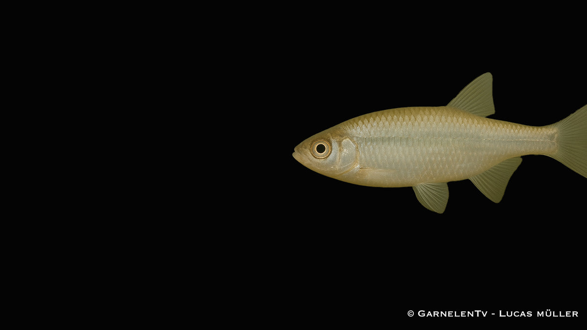 Moderlieschen  - Leucaspius delineatus (4-6 cm)