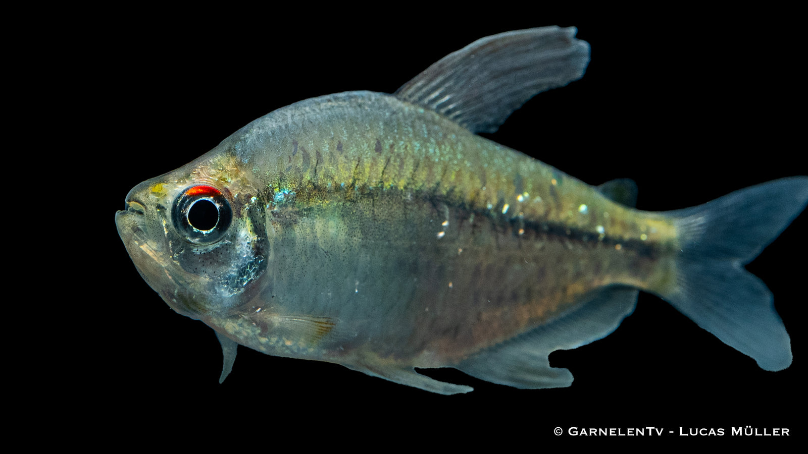 Brilliantsalmler (Moenkhausia pitteri) im Aquarium