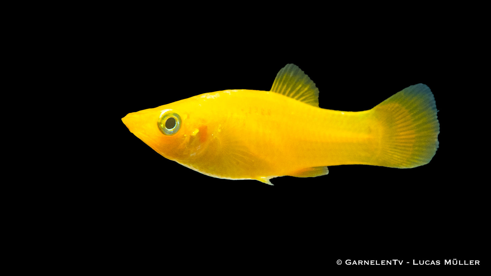 Gold Molly fish in a freshwater aquarium