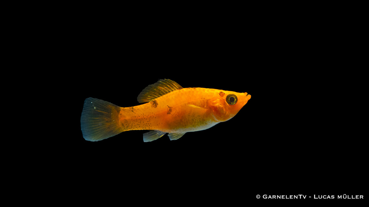 Futterempfehlung für Molly Kupfer Fische