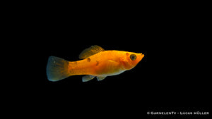 Futterempfehlung für Molly Kupfer Fische