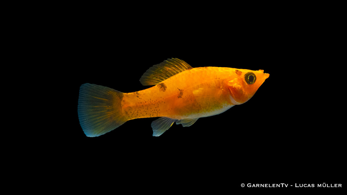 Gruppenhaltung von Molly Kupfer Fischen im Aquarium