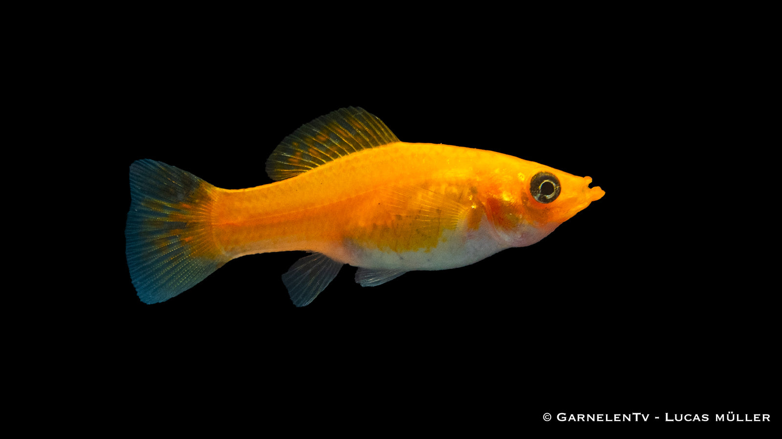 Molly Kupfer Poecilia sphenops im Aquarium