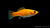 Molly Kupfer Poecilia sphenops im Aquarium