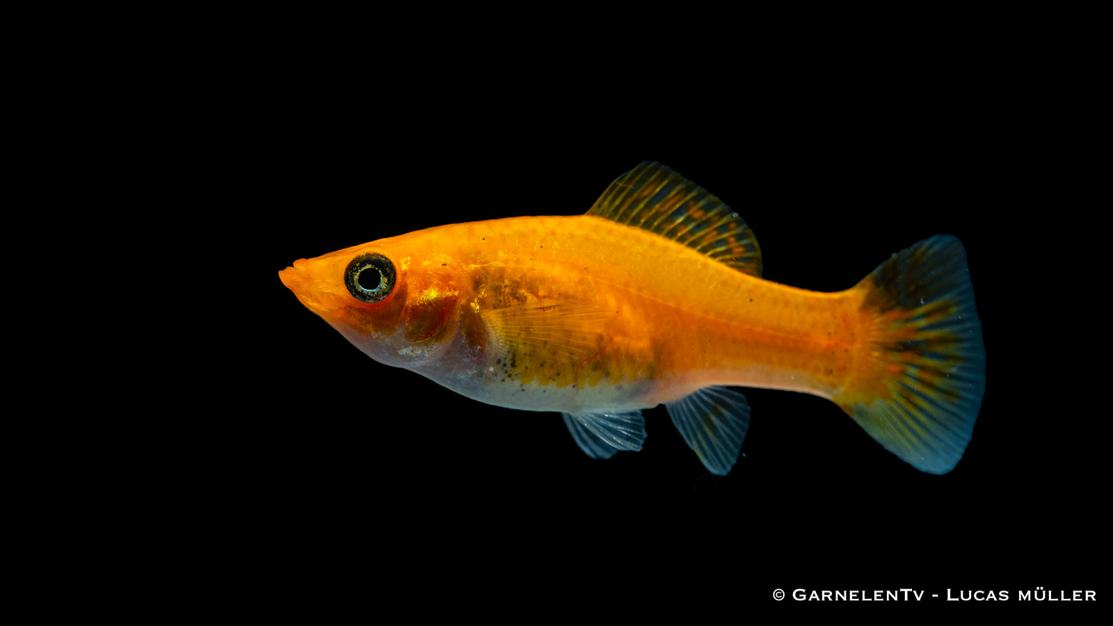 Molly Kupfer Poecilia sphenops im Aquarium