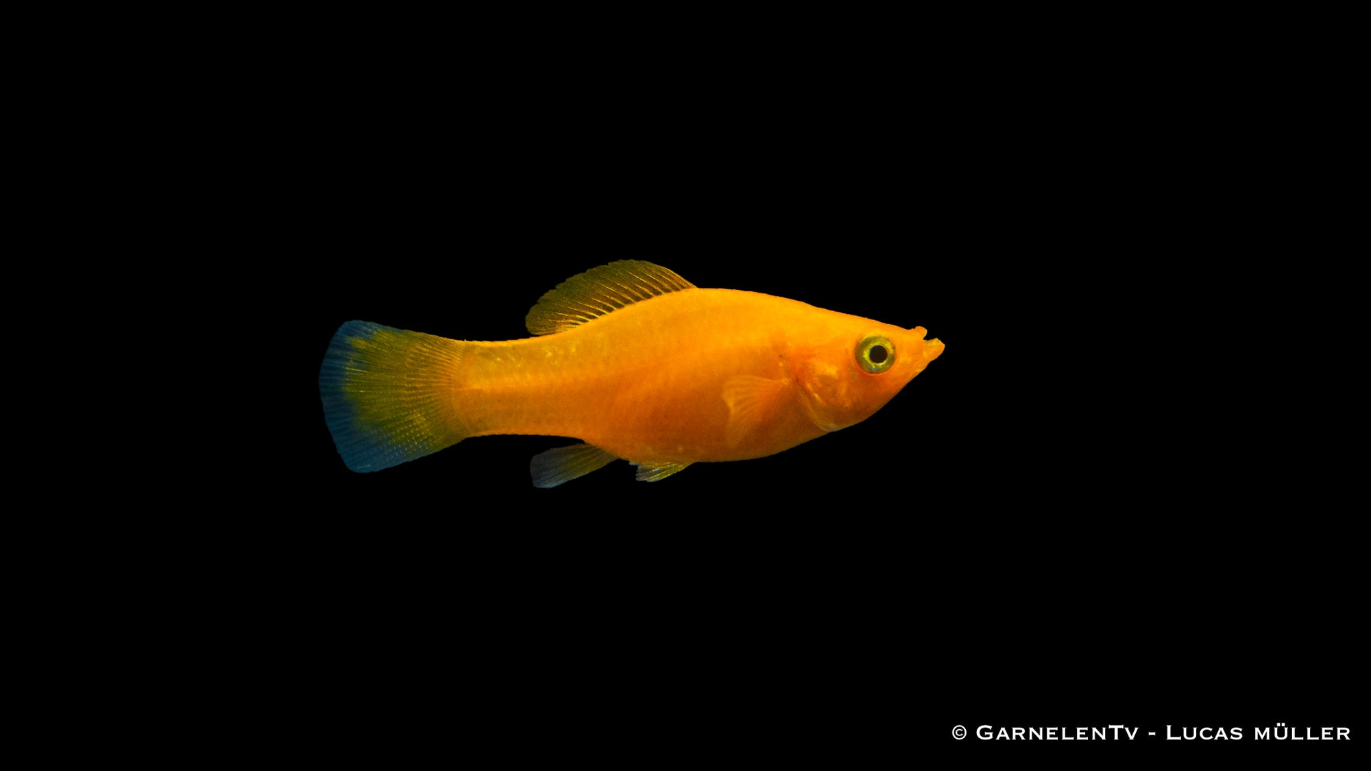 Molly Saffron schwimmend im Aquarium