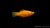 Molly Saffron schwimmend im Aquarium