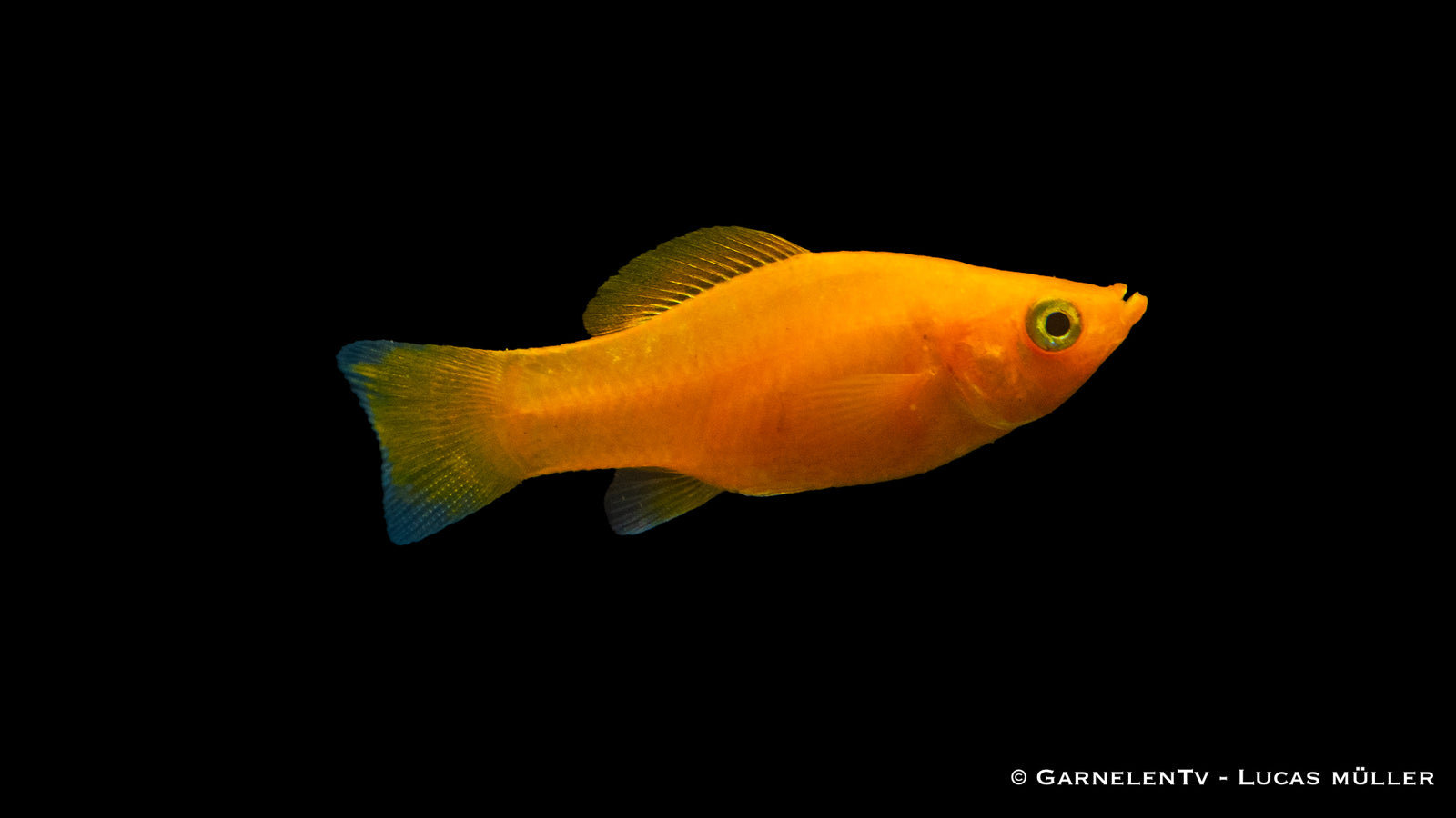 Molly Saffron schwimmend im Aquarium