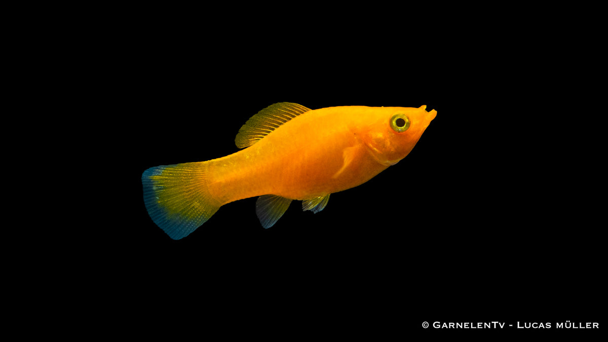 Molly Saffron im Aquarium mit anderen Fischen