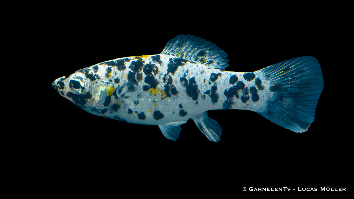 Group of Dalmatiner Molly fish in a community tank