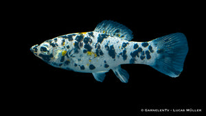 Group of Dalmatiner Molly fish in a community tank