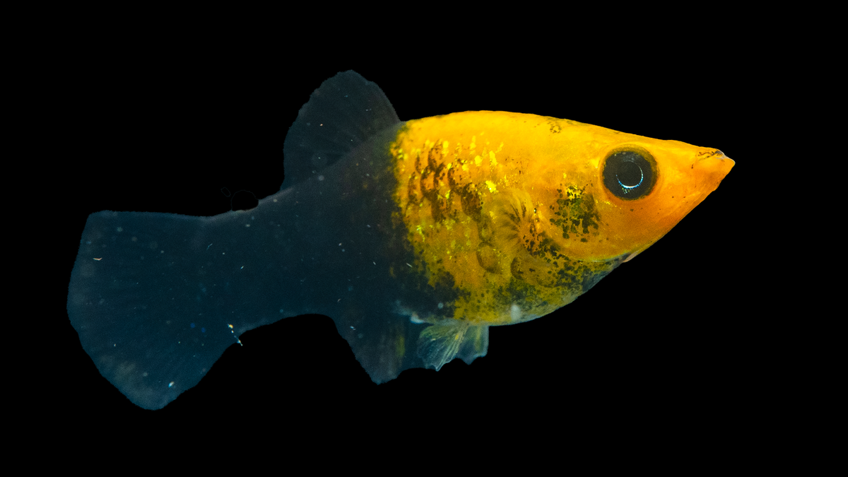 Goldene Molly Goldstaub Poecilia sphenops