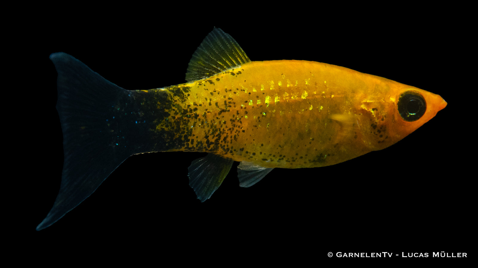 Molly Goldstaub Lyra Poecilia sphenops im Aquarium
