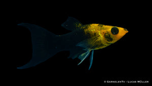 Molly Goldstaub Lyra schwimmend