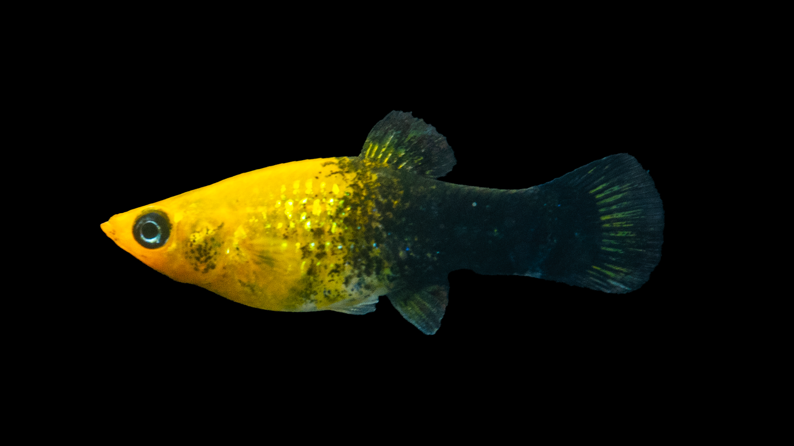 Molly Goldstaub Poecilia sphenops im Aquarium