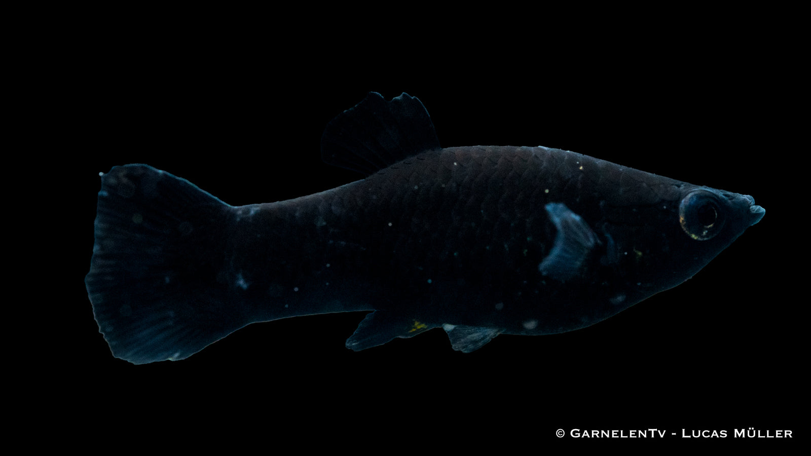 Molly Schwarz Poecilia sphenops im Aquarium