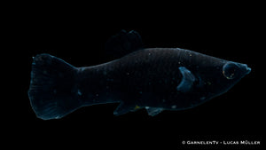 Molly Schwarz Poecilia sphenops im Aquarium