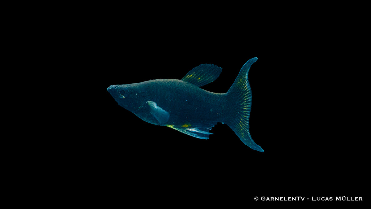 Molly Schwarz Lyra Poecilia sphenops im Aquarium