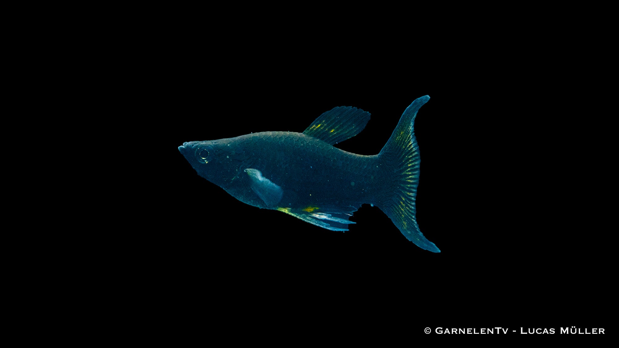 Molly Schwarz Lyra Poecilia sphenops im Aquarium