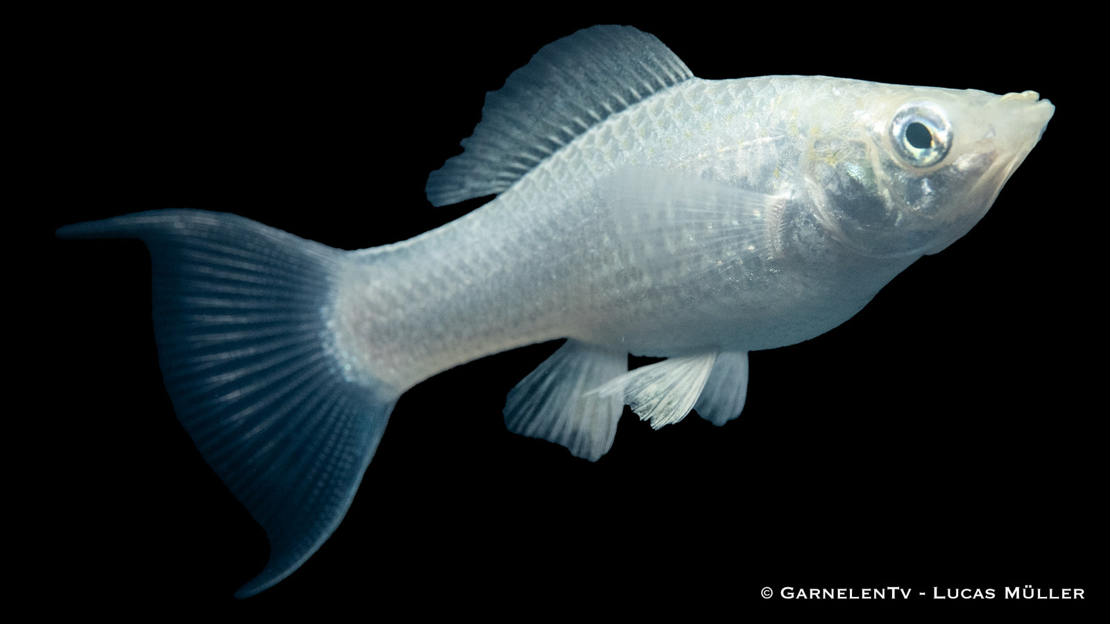 Molly Silber Lyra Poecilia sphenops schwimmt im Aquarium