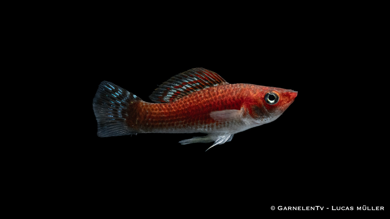 Molly Bronze – Poecilia latipinna mit schimmernder Bronze-Färbung