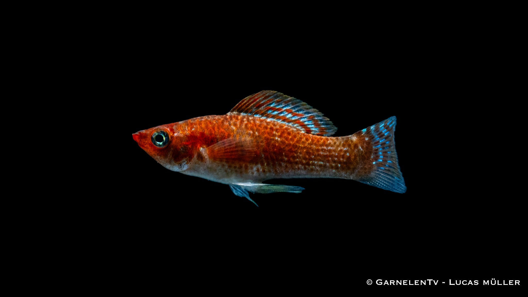Friedlicher Molly Bronze im bepflanzten Aquarium