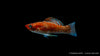 Friedlicher Molly Bronze im bepflanzten Aquarium