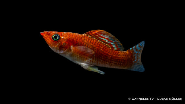 Poecilia latipinna – robuster Zierfisch für Gemeinschaftsbecken