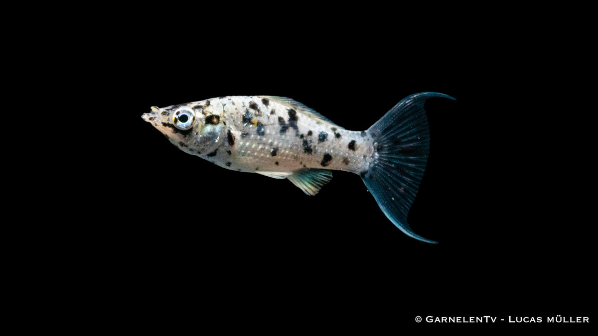 Dalmatiner Lyra Molly – schwarz-weiße Musterung im Aquarium