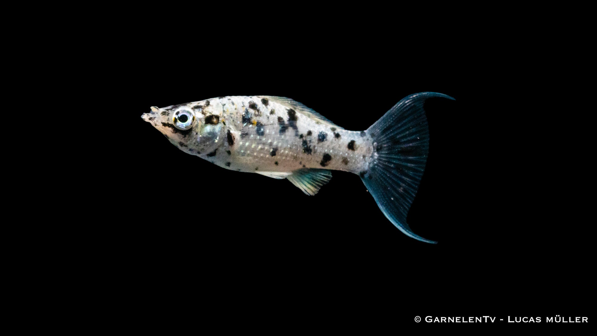Molly Dalmatiner Lyra – Poecilia latipinna mit Lyra-Flossen
