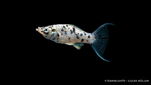 Dalmatiner Lyra Molly – schwarz-weiße Musterung im Aquarium