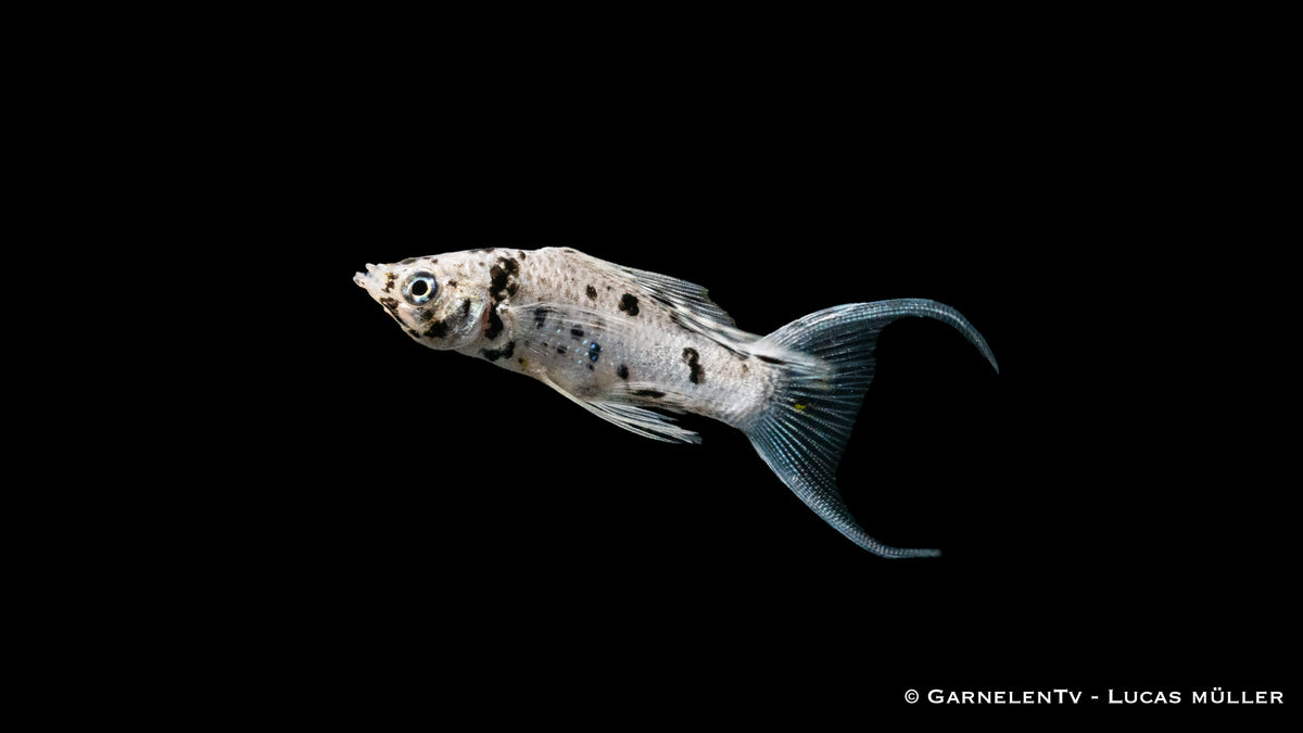 Poecilia latipinna mit Dalmatiner-Färbung und langen Flossen