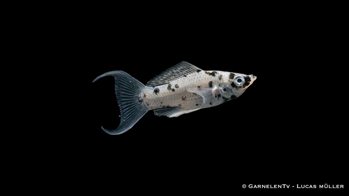 Molly Dalmatiner Lyra in bepflanztem Aquarium