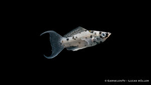 Molly Dalmatiner Lyra in bepflanztem Aquarium