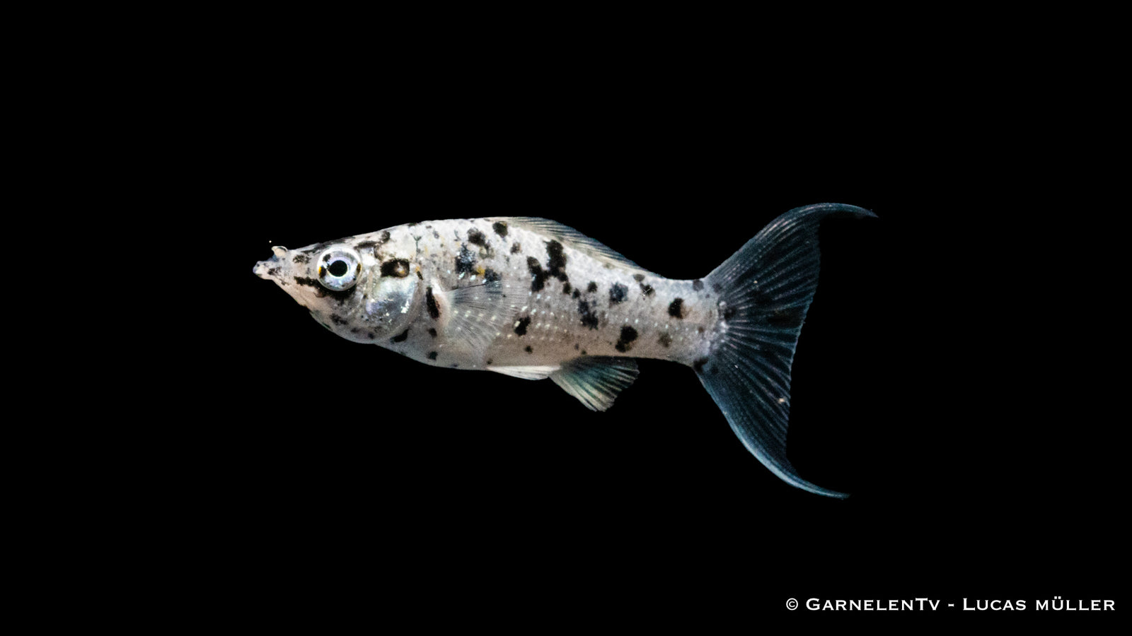 Molly Dalmatiner Lyra – Poecilia latipinna mit Lyra-Flossen