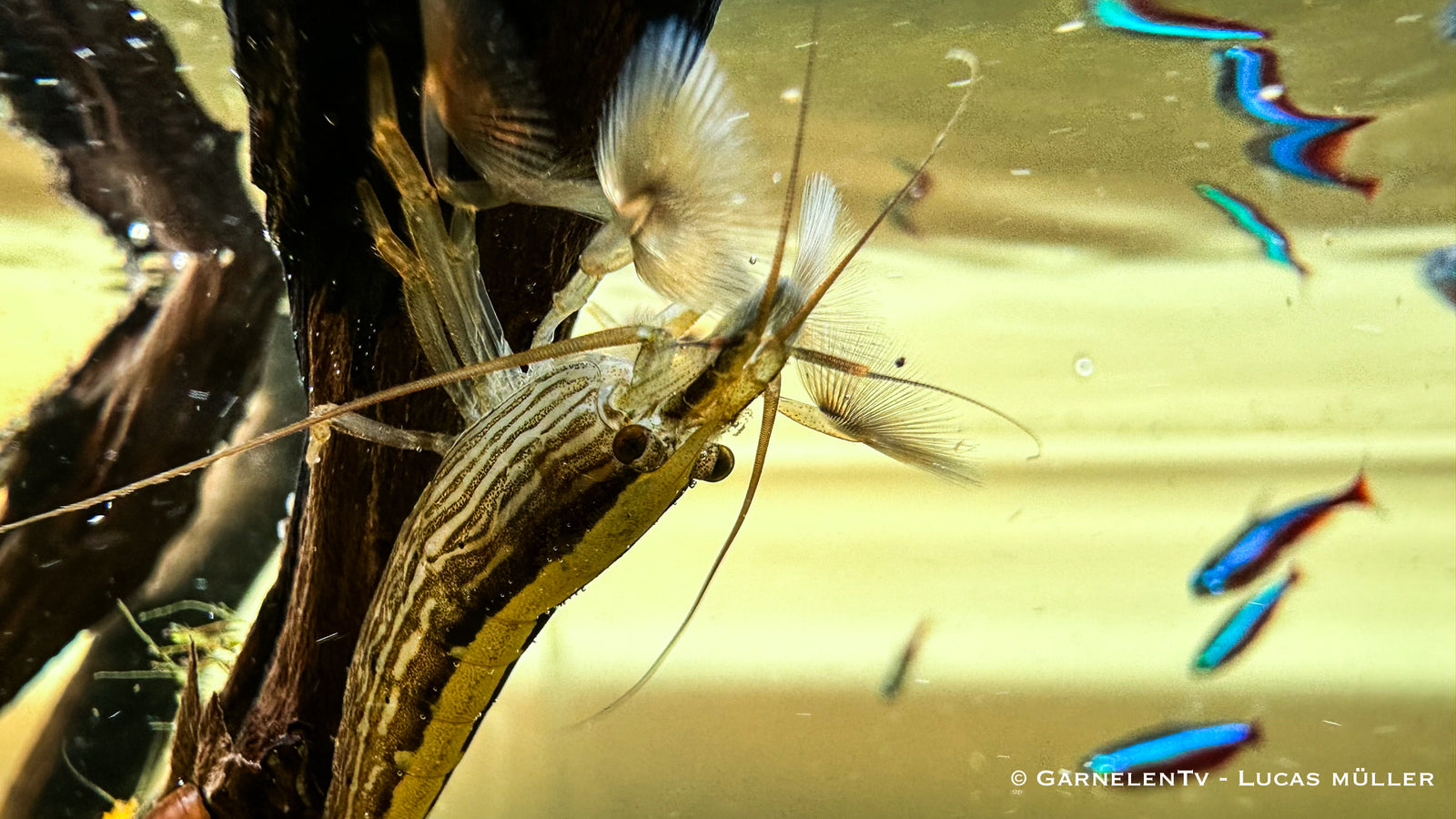 Molukkenfächergarnele - Atyopsis moluccensis