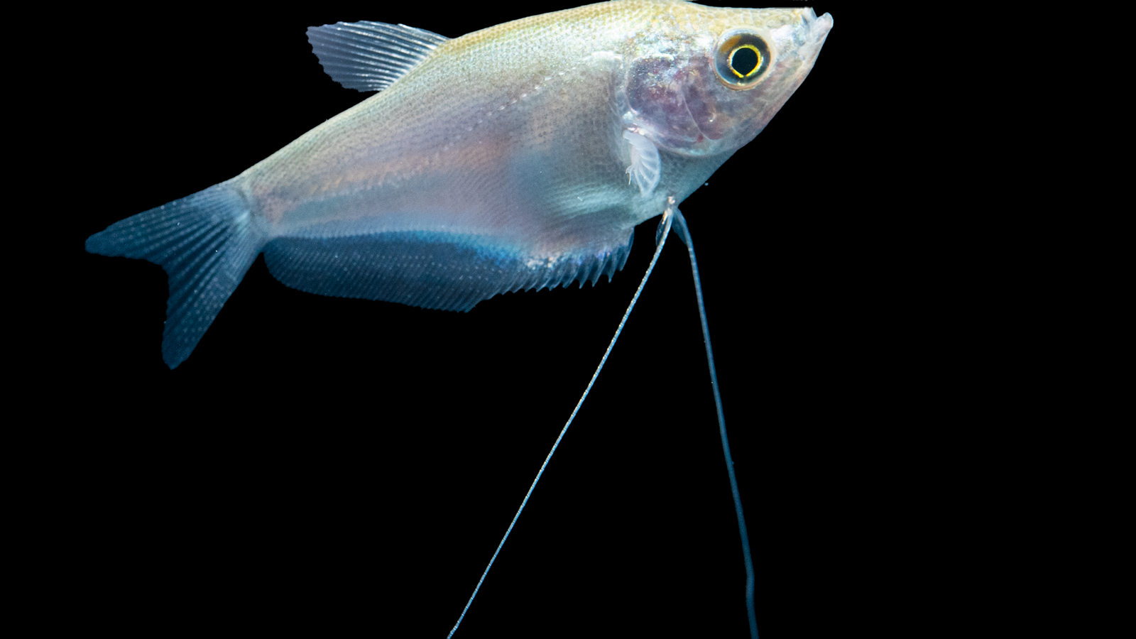 Mondscheinfadenfisch Trichogaster microlepis im Aquarium
