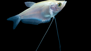 Mondscheinfadenfisch Trichogaster microlepis im Aquarium