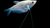 Mondscheinfadenfisch Trichogaster microlepis im Aquarium
