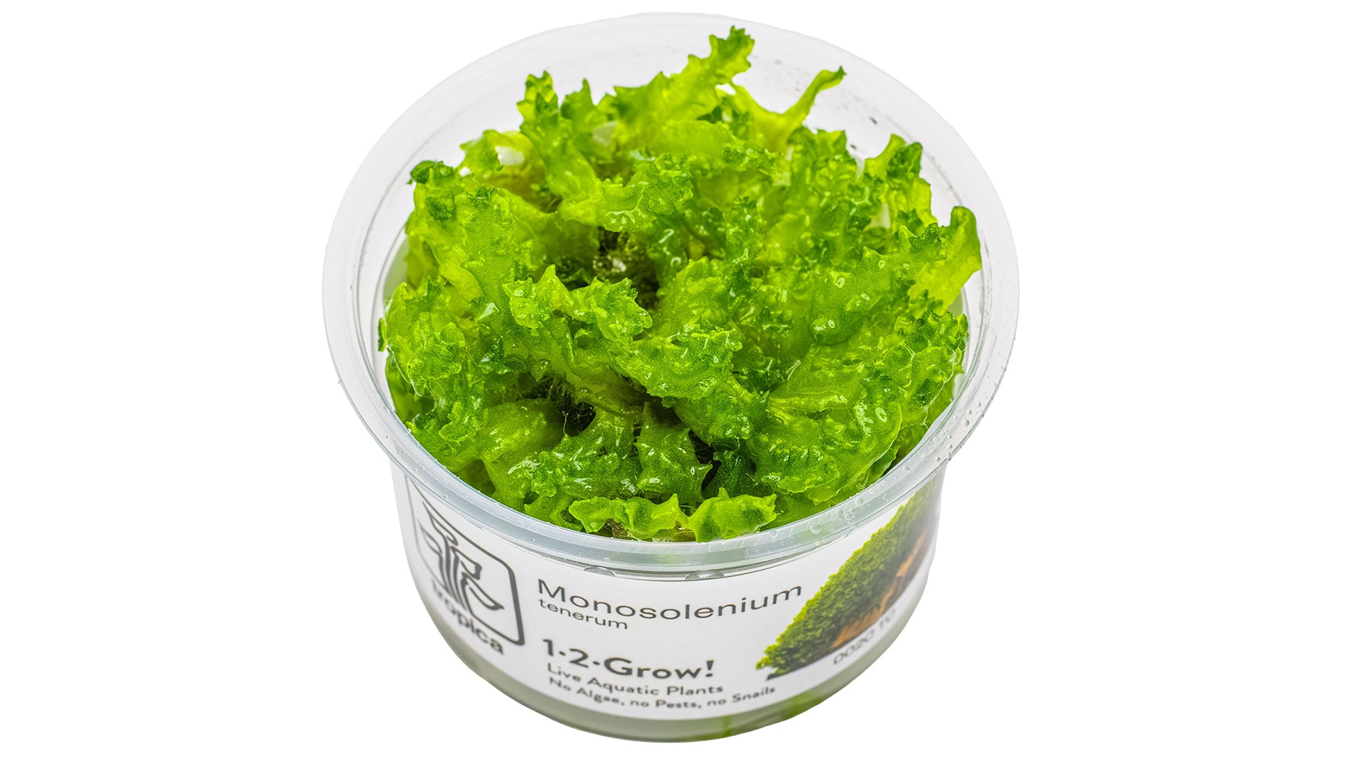 Monosolenium tenerum InVitro Pflanze