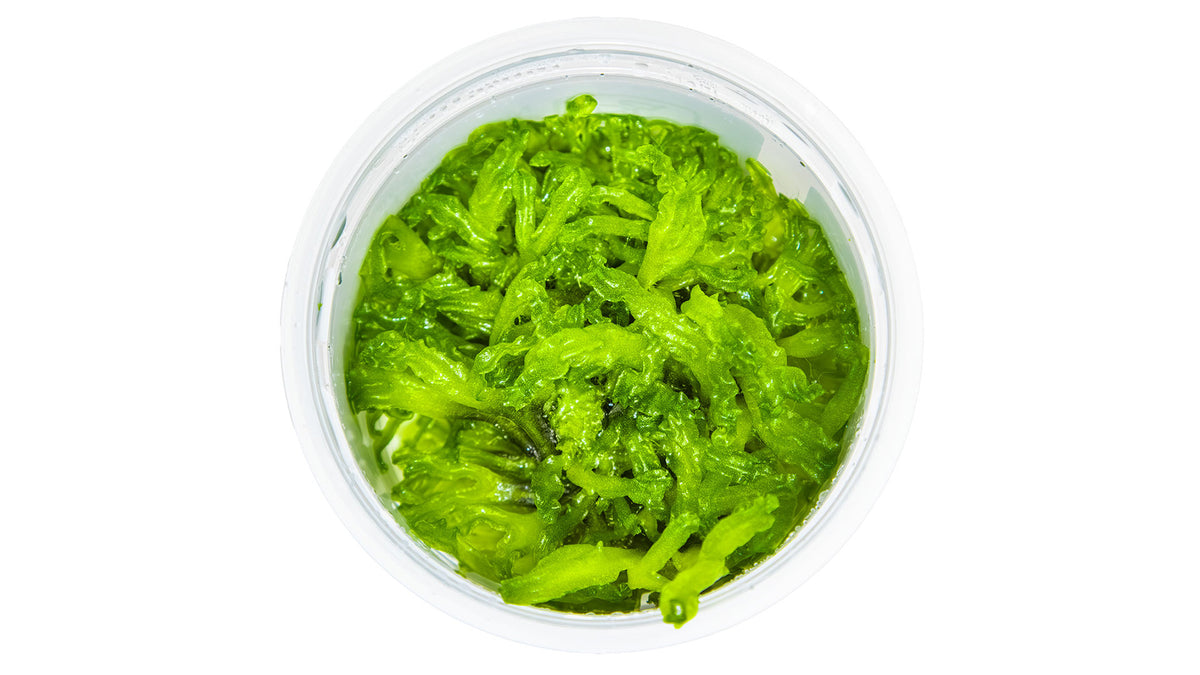 Monosolenium tenerum