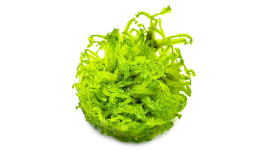 Monosolenium tenerum