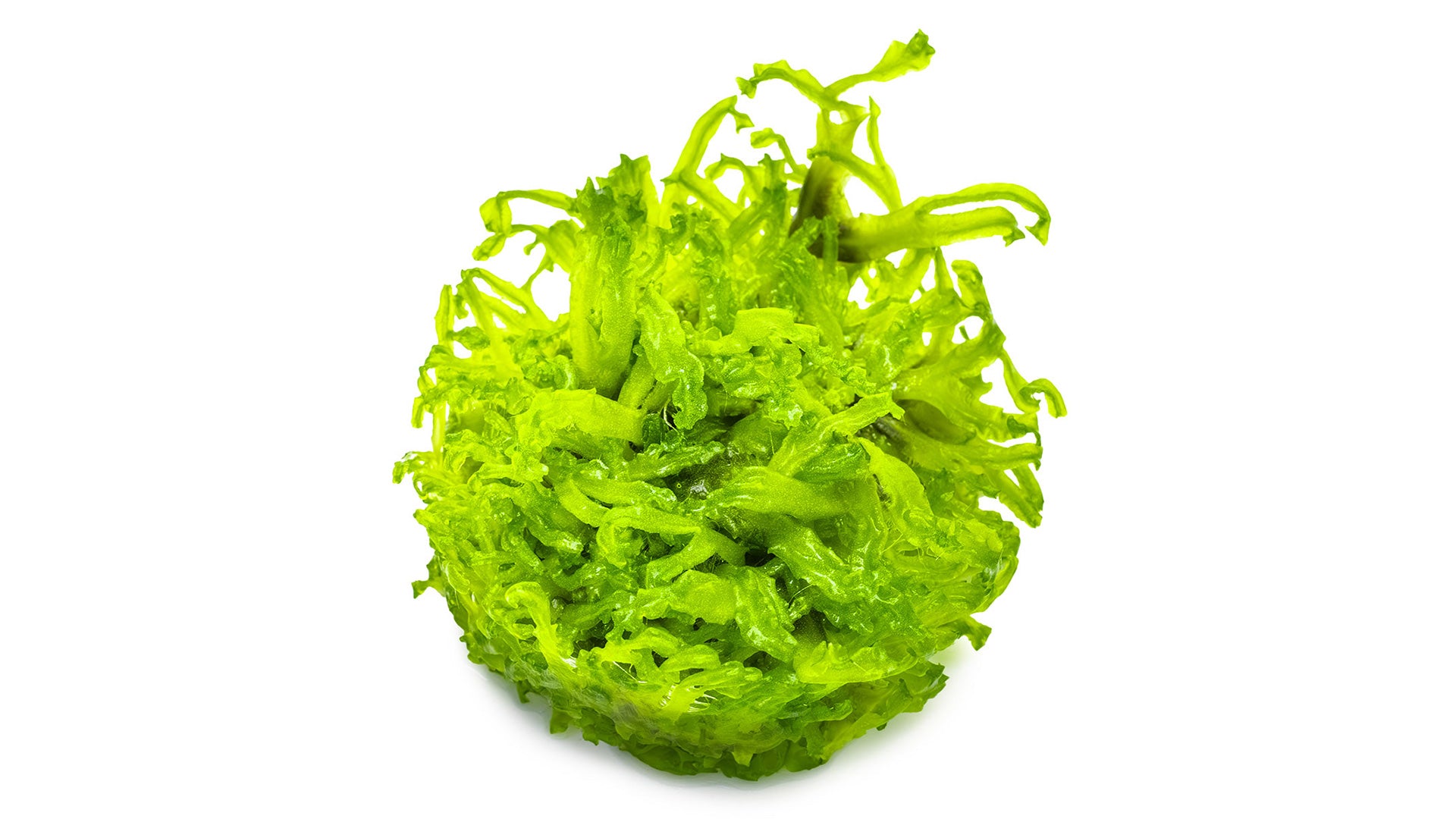 Monosolenium tenerum InVitro Pflanze